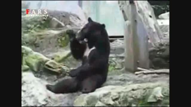مهارت باورنکردنی خرس در چوب بازی