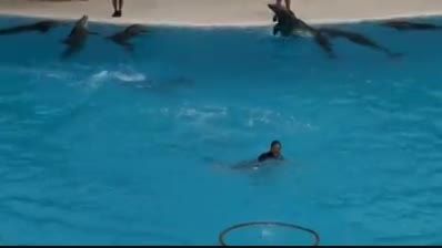حرکات زیبای دلفین ها