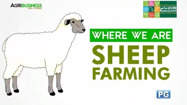 عملکرد خوب فیلیپینی ها در مزارع پرورش گوسفند