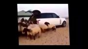تبدیل خودروی نیم میلیارد تومانی به آغل گوسفندان