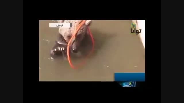 نجات یک خرس گرفتار در حوض آب در اردبیل
