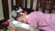 ناز کردن بچه توسط گربه با معرفت