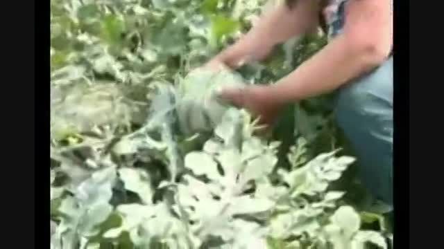 ترکیدن هندوانه ها در چین-علتش رو ببینید
