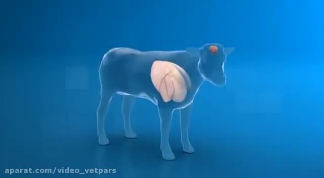 بیماری های دستگاه تنفسی در گاوها