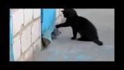 گربه ای سگ رو از قفس نجات میده