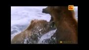 زندگی خرس های بزرگ از نمای نزدیک