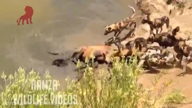 زنده خوردن غزال توسط سگ های وحشی