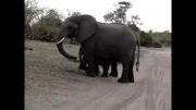 عطسه کردن فیل