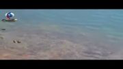 فیلم+ شکار جوجه اردک توسط ماهی گرسنه