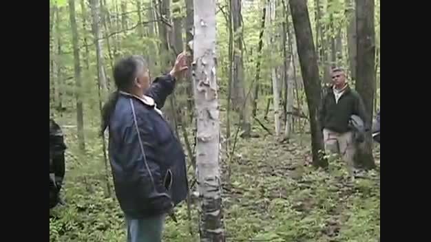 دیدگاه بومی و سنتی در جنگل