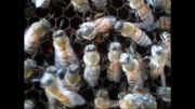 فیلم نحوه تخمگذاری ملکه زنبور عسل