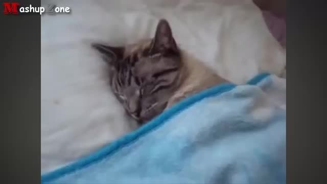 خنده دارترین گربه های خونگی2015(ویدئوی کامل)