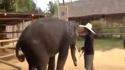 رقص فیل با آهنگ گایگ نام ستایل
