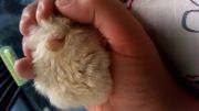 همستر در دست خوابیده