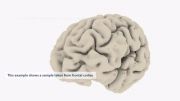 رشد غیر طبیعی قشر مغز در دوران قبل از تولد و اوتیسم