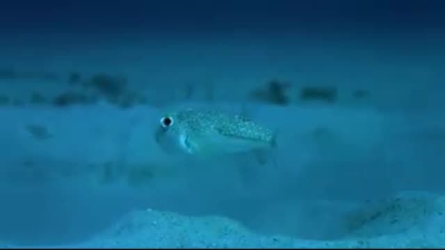 جلب توجه ماهی نر در مقابل ماهی ماده