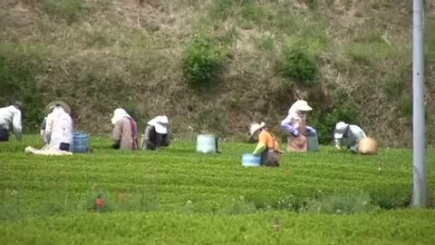 tea harvester