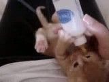 شیر خوردن بچه گربه