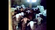 کنسرت گوسفندان در طویله