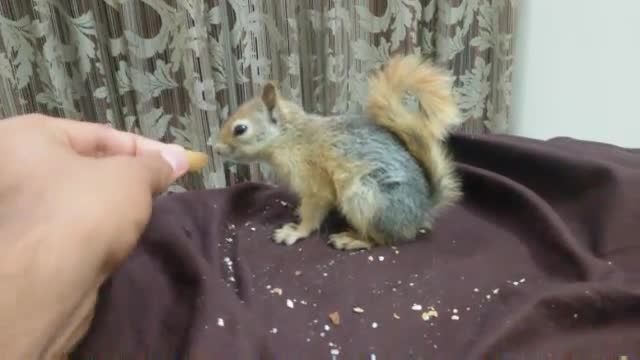 غذا خوردن سنجاب