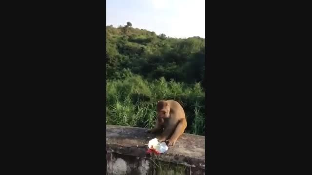 میمون