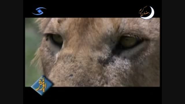 شکار کره گور خر توسط شیر