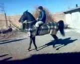 اسب کرد - سهراب - اسب سیاه