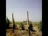 قطع چندکیلومتر درخت در بهبهان(خوزستان)