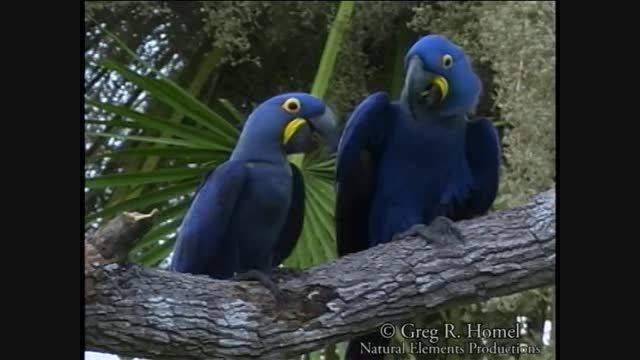 طوطی ماکائوی آبی یا هیاسینثHyacinth Macaw or Blue Macaw