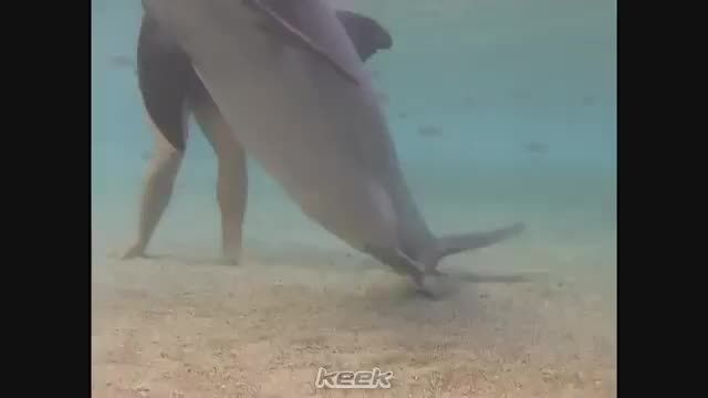 زایمان طبیعی دلفین