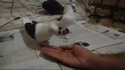 غذا خوردن کبوتر در دست