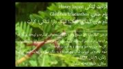 درخت لیلکی ( لیلک دار؛ کرات) Gleditsia triacanthos