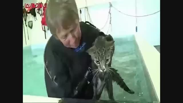 آب درمانی گربه فلج بیمار کلیپ فیلم گلچین صفاسا