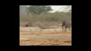 شکار فیل توسط گروهی از شیر ها