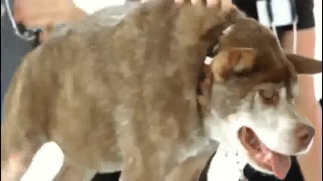 تاج گذاری زشت ترین سگ جهان !