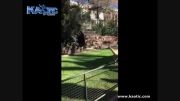 بازی شیر با مرد نظامی در باغ وحش بارسلونا ...!