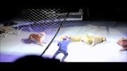 حمله ببر به شیر در سیرک