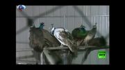 ویدیو؛ فرار 80 طاووس از مزرعه