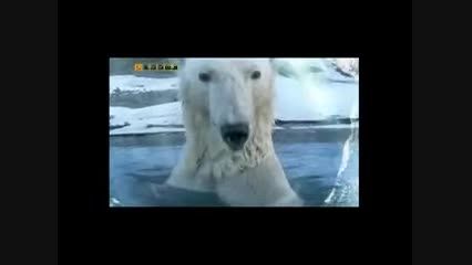 خرس های قطبی