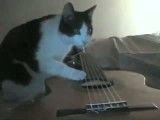 زلزله و گربه مشتاق یادگیری گیتار!