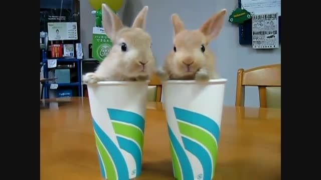 خرگوش های مامانی ^0^