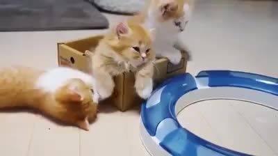بچه  گربه های باهوش