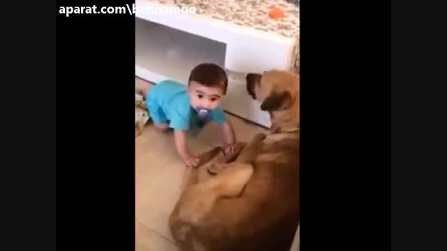 حمله ور شدن سگ به کودک