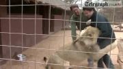 حمله شیر اهلی به انسان HD فیلم کامل
