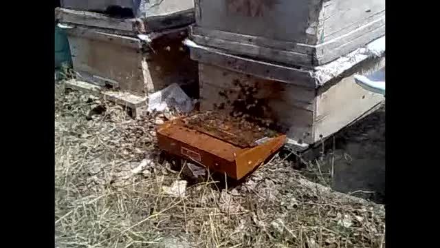 جمع اوری زهر زنبور عسل