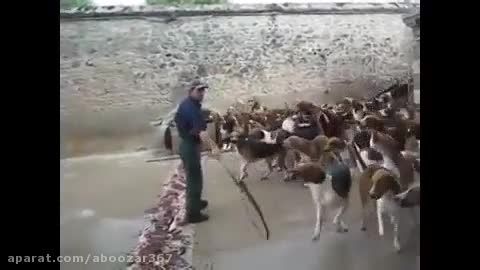 غذا دادن به سگها