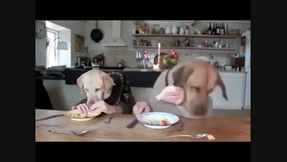 کلیپ جالب غذاخوردن سگها