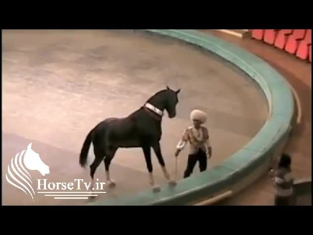 نمایش زیبای اسب ترکمن
