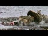 جنگ بین یک خرس با4 گرگ برسر تصاحب غذا