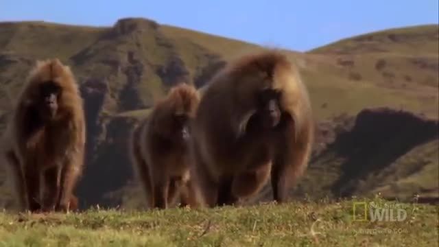 خطرناکترین و ترسناکترین میمون های دنیا-گلادا ها